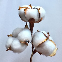 Parfum Fleur de Coton