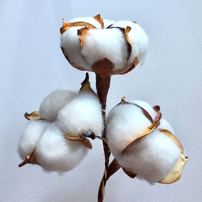 Fleur de Coton