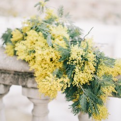Parfum Mimosa
