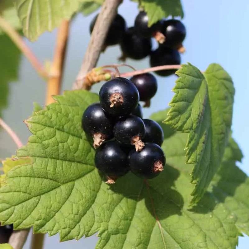 Parfum Cassis Noir