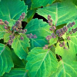 Patchouli