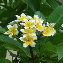 Fleur de Tiaré