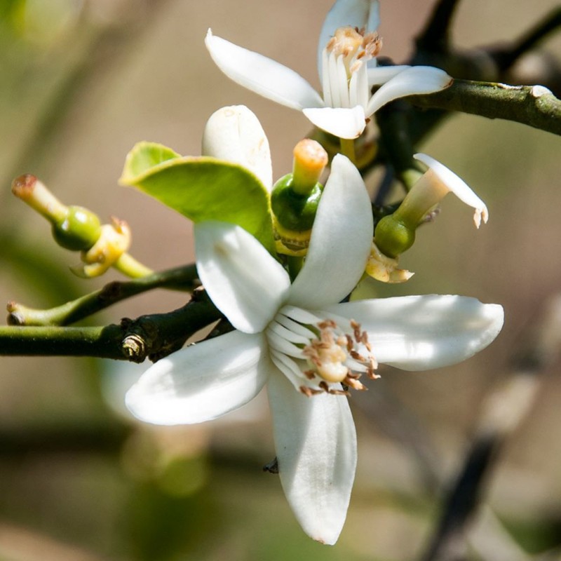 Parfum Fleur D'oranger