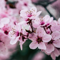 Fleur de Cerisier