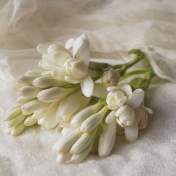 Parfum Tubéreuse
