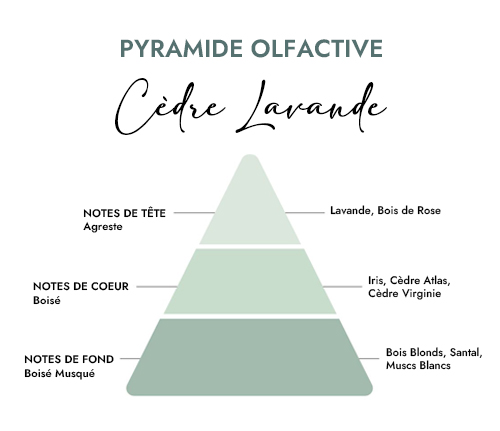 Pyramide olfactive parfum cedre lavande Creacire