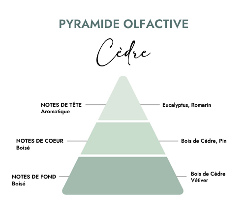 Pyramide olfactive parfum bougie cèdre