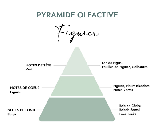 Pyramide olfactive parfum bougie figuier
