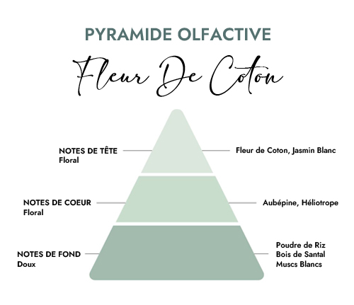 Pyramide olfactive parfum bougie fleur de coton