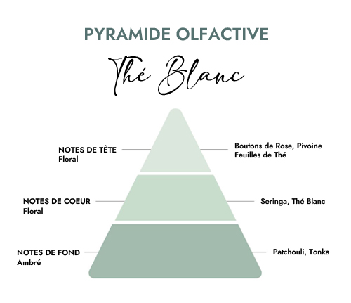 Pyramide olfactive parfum bougie thé blanc